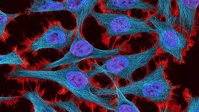 Multiphoton fluorescence image of HeLa cells stained with the actin binding toxin phalloidin (red), microtubules (cyan) and cell nuclei (blue). 