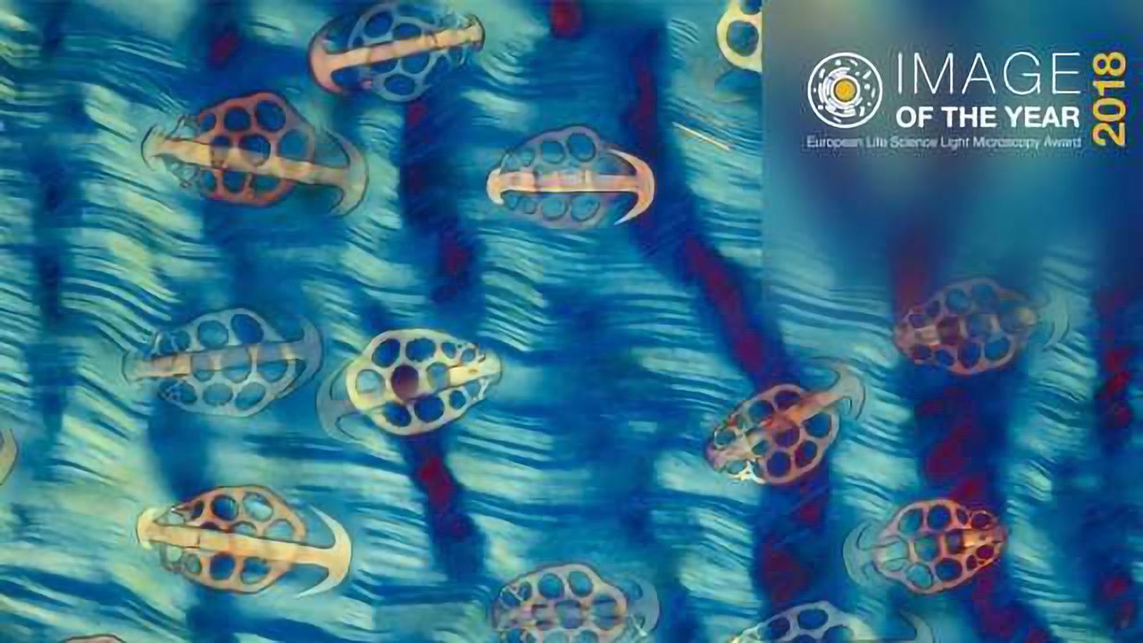 Olympus Image of the Year – Celebrating Art in Science
