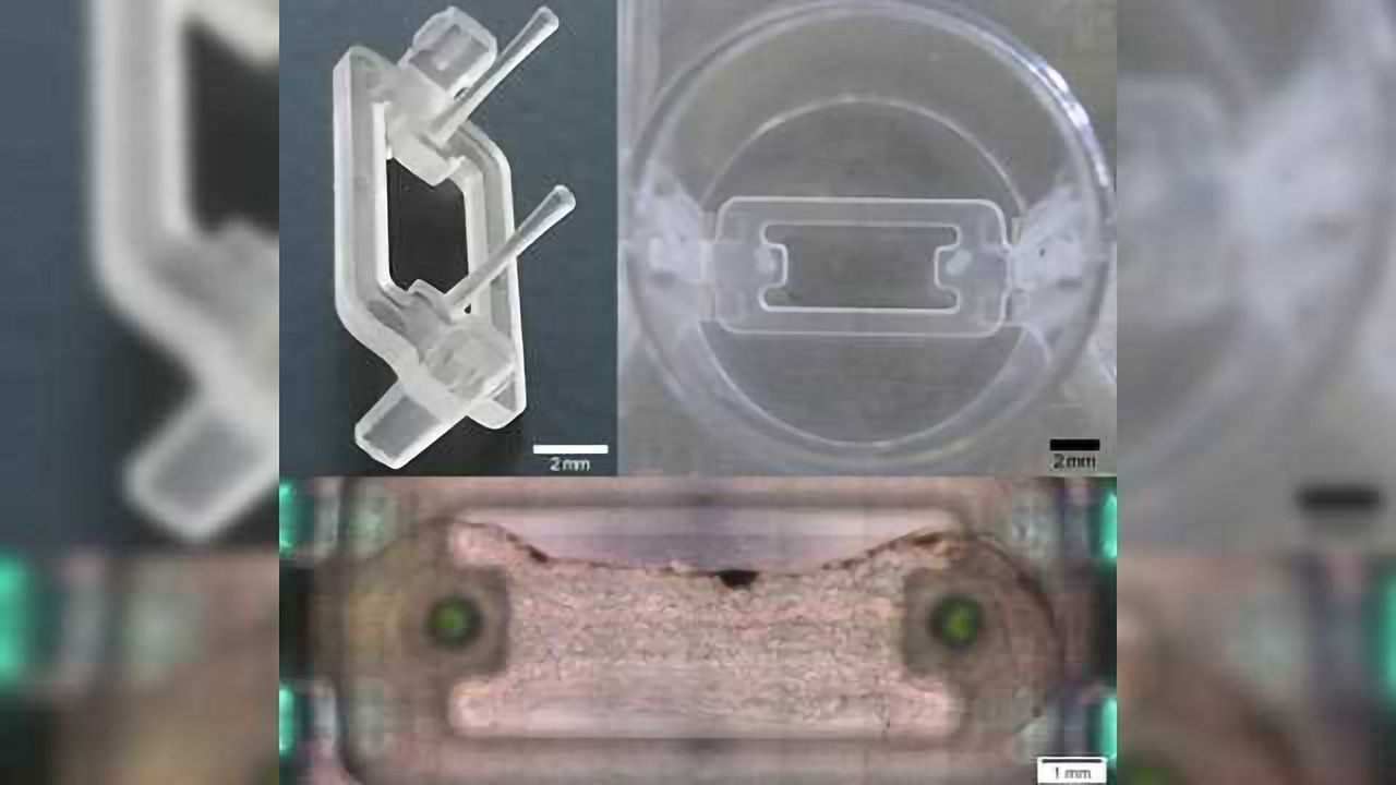 Novel Microplate 3D Bioprinting Platform for Engineering Muscle and Tendon Tissues