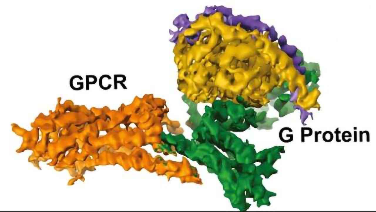 Cryo-EM Reveals Interaction Between Major Drug Targets