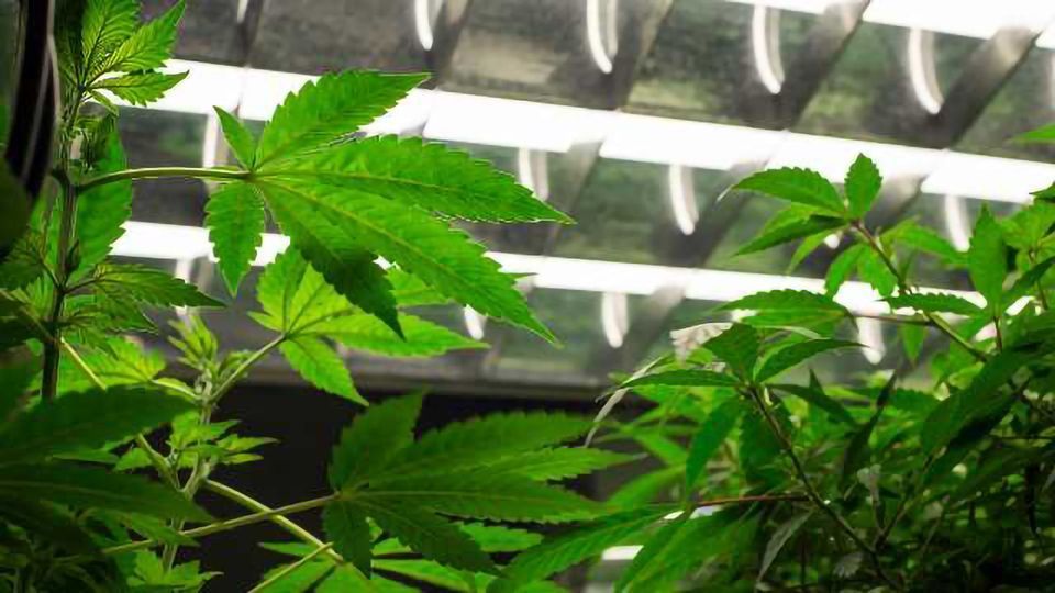 Quadron Expands Product Range to Capitalize on Extracts Technology