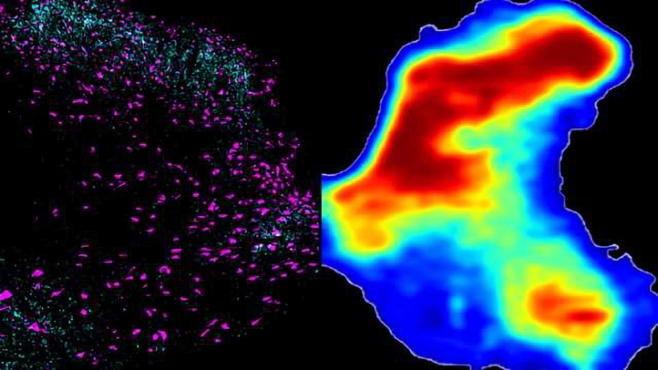 Gene Therapy Restores Hand Function After Spinal Cord Injury in Rats