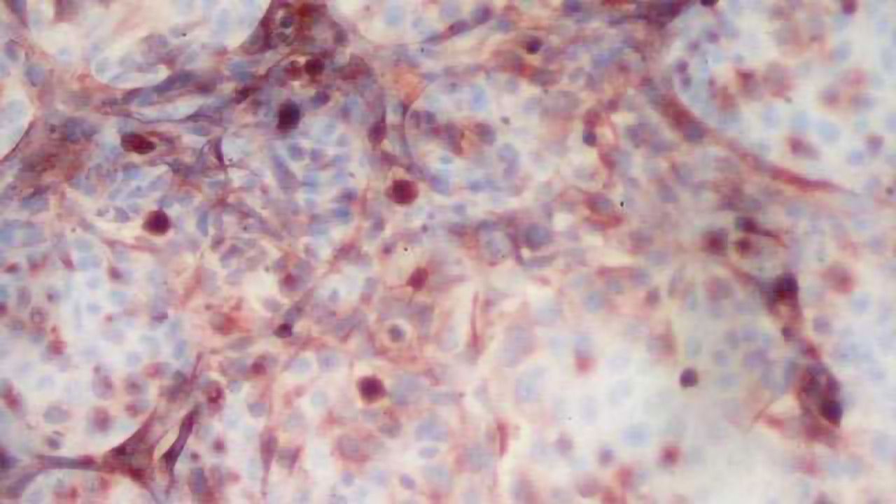 Novel Method for Testing Vaccine Safety