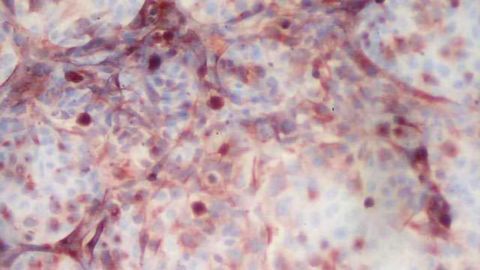 Novel Method for Testing Vaccine Safety