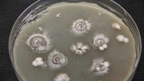 Disease-Fighting 'Warheads' Hidden in Bacteria