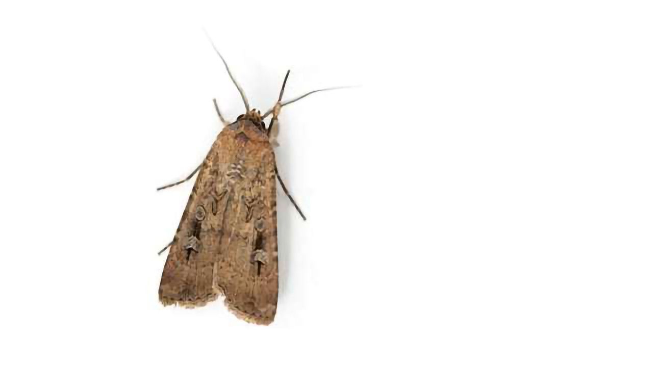 Bogong Moths Use Magnetic Fields to Navigate