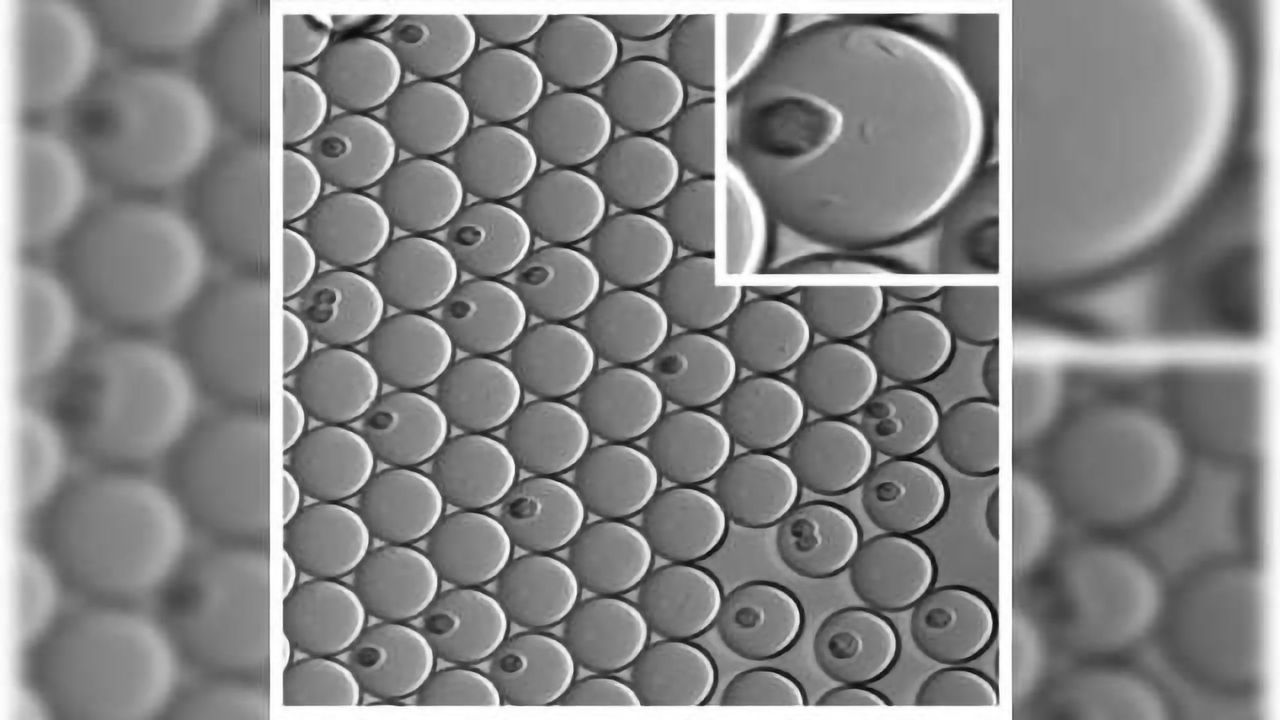 Chemists Design 'Mini-ecosystems' to Test Drug Function