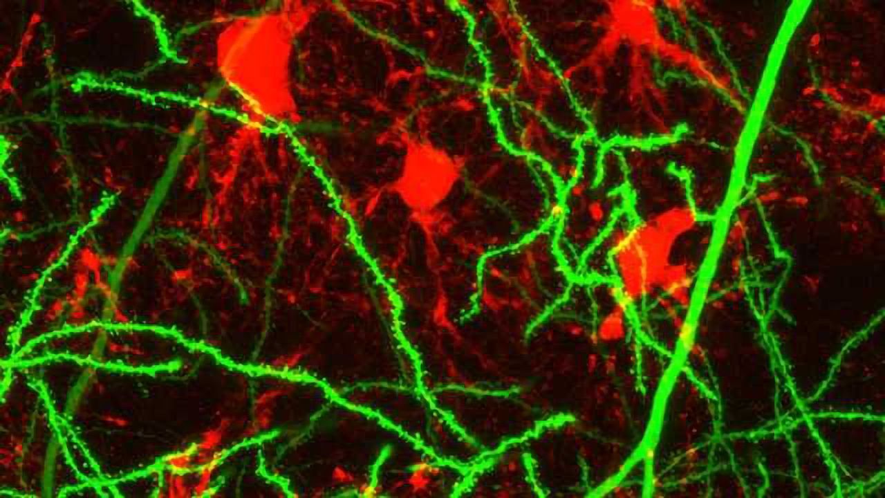 Glial-Neuronal Interaction Fundamental for Memory