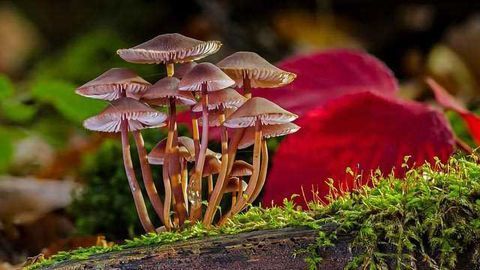 Psychedelics and the Potential of Plant Medicine