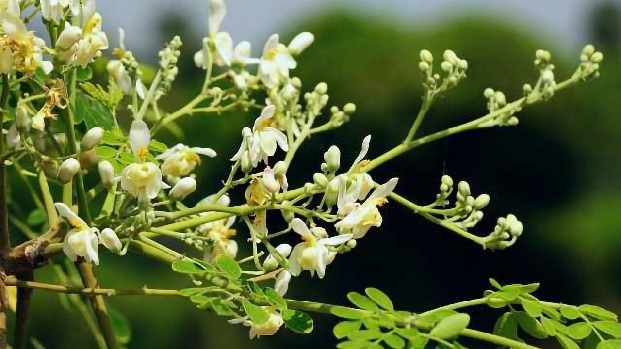 This Seed Could Bring Clean Water to Millions