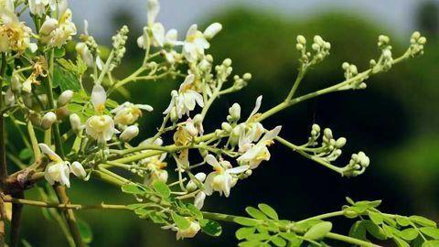 This Seed Could Bring Clean Water to Millions
