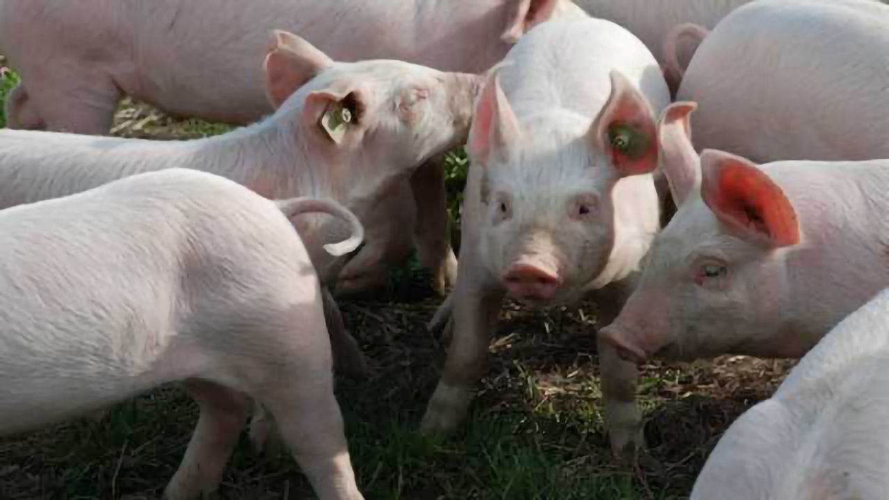 Gene-edited Pigs are Resistant to Billion-dollar Virus