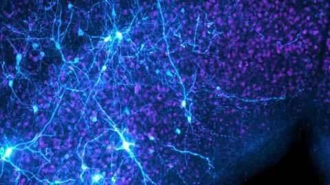 Synaptic Threshold Mechanism Computes 'When to Escape'