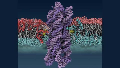 Synthetic DNA Shuffling Enzyme Outpaces Natural Counterpart