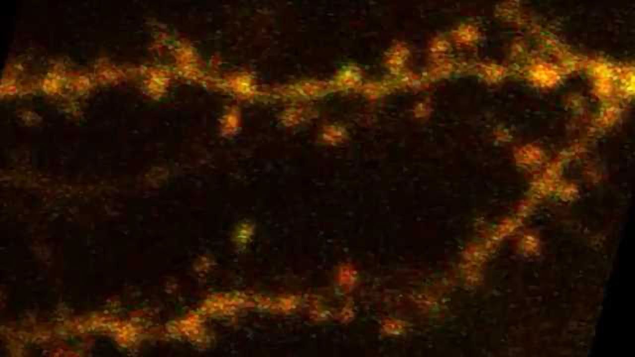 Scientists Discover Fundamental Rule of Brain Plasticity