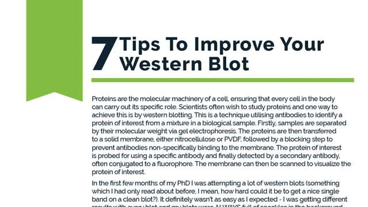 7 Tips to Improve Your Western Blot