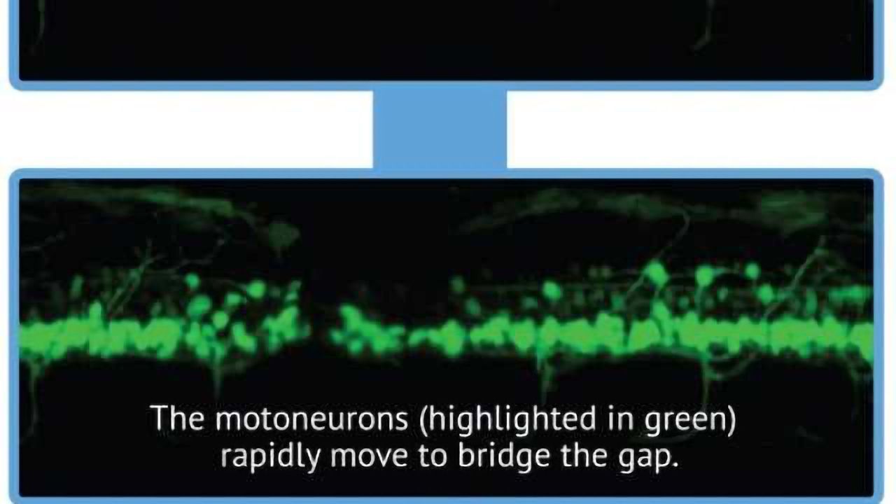 Watching Stem Cells Repair Spinal Cord in Real Time