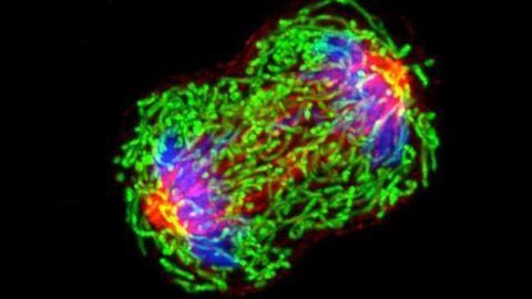 Higher BMI is Associated with a Lower Risk of Breast Cancer Before Menopause