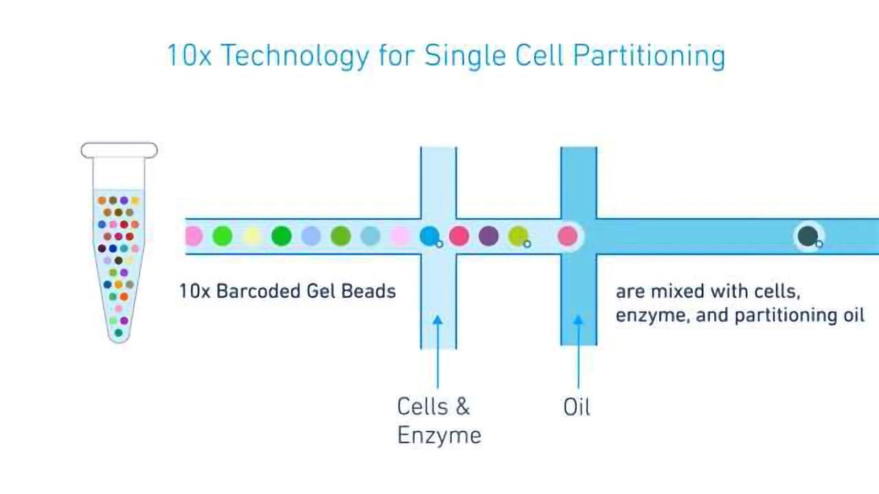 10x Genomics Extends their Application Portfolio