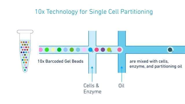 10x Genomics Extends their Application Portfolio content piece image 