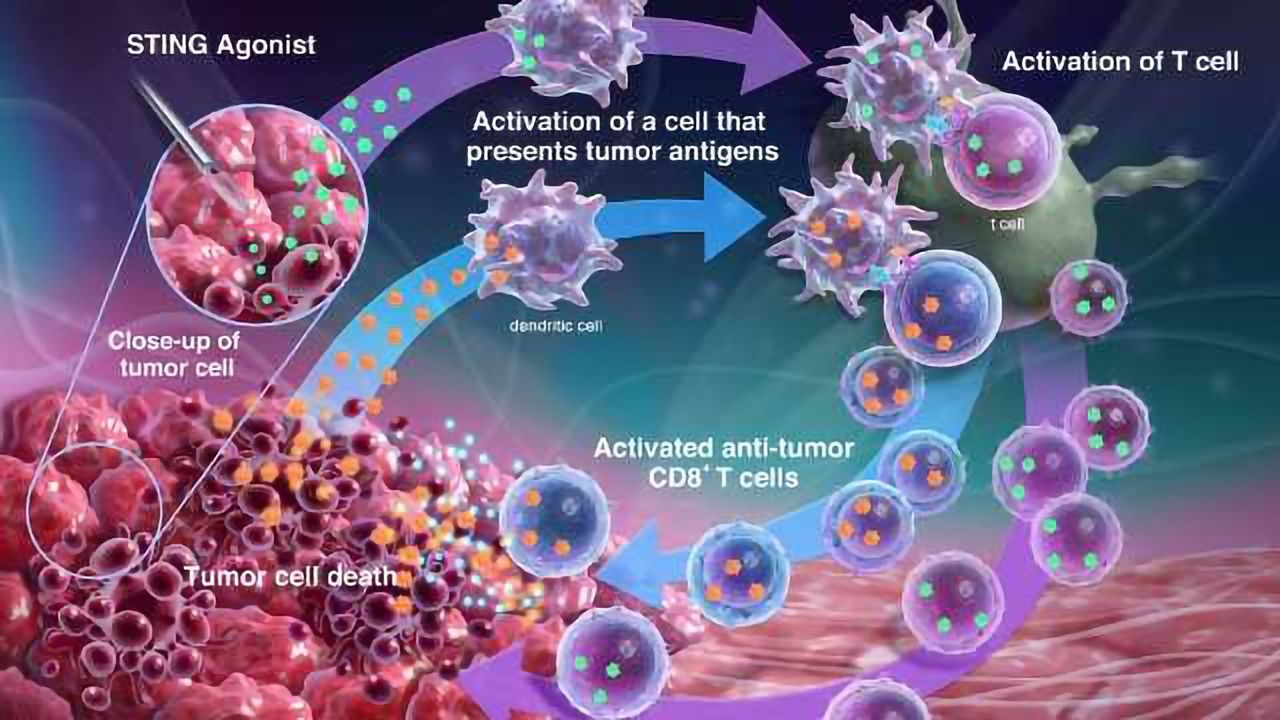 The STING Pathway and Cancer