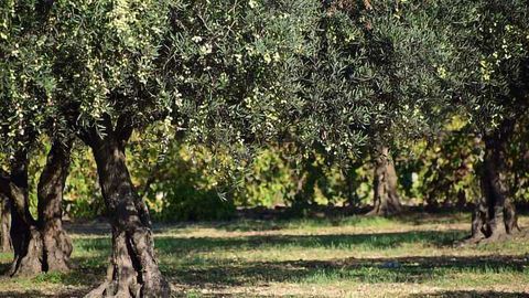 Remote Imaging Helps Save Olive Trees