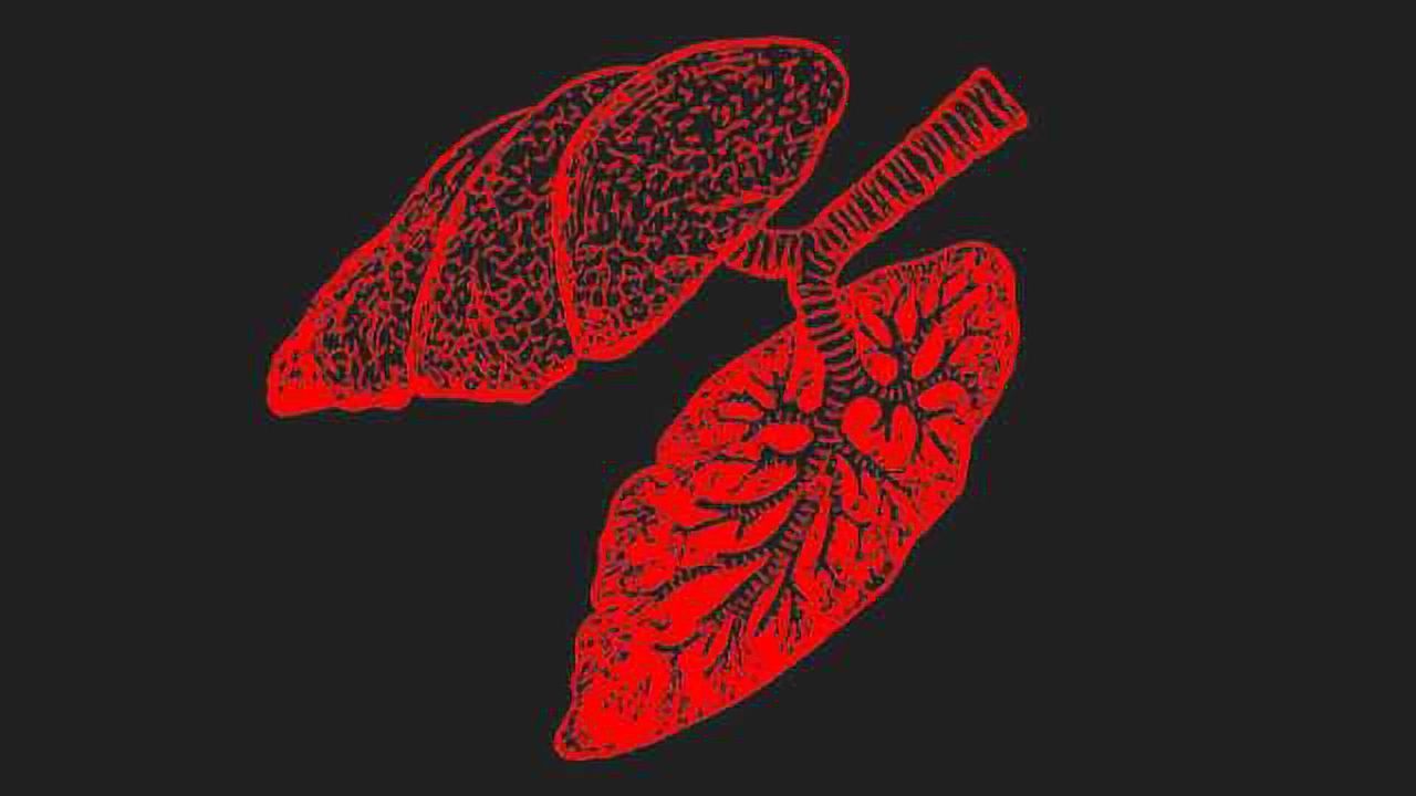 Journey into an Influenza Infected Lung