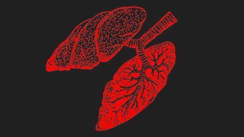 Journey into an Influenza Infected Lung