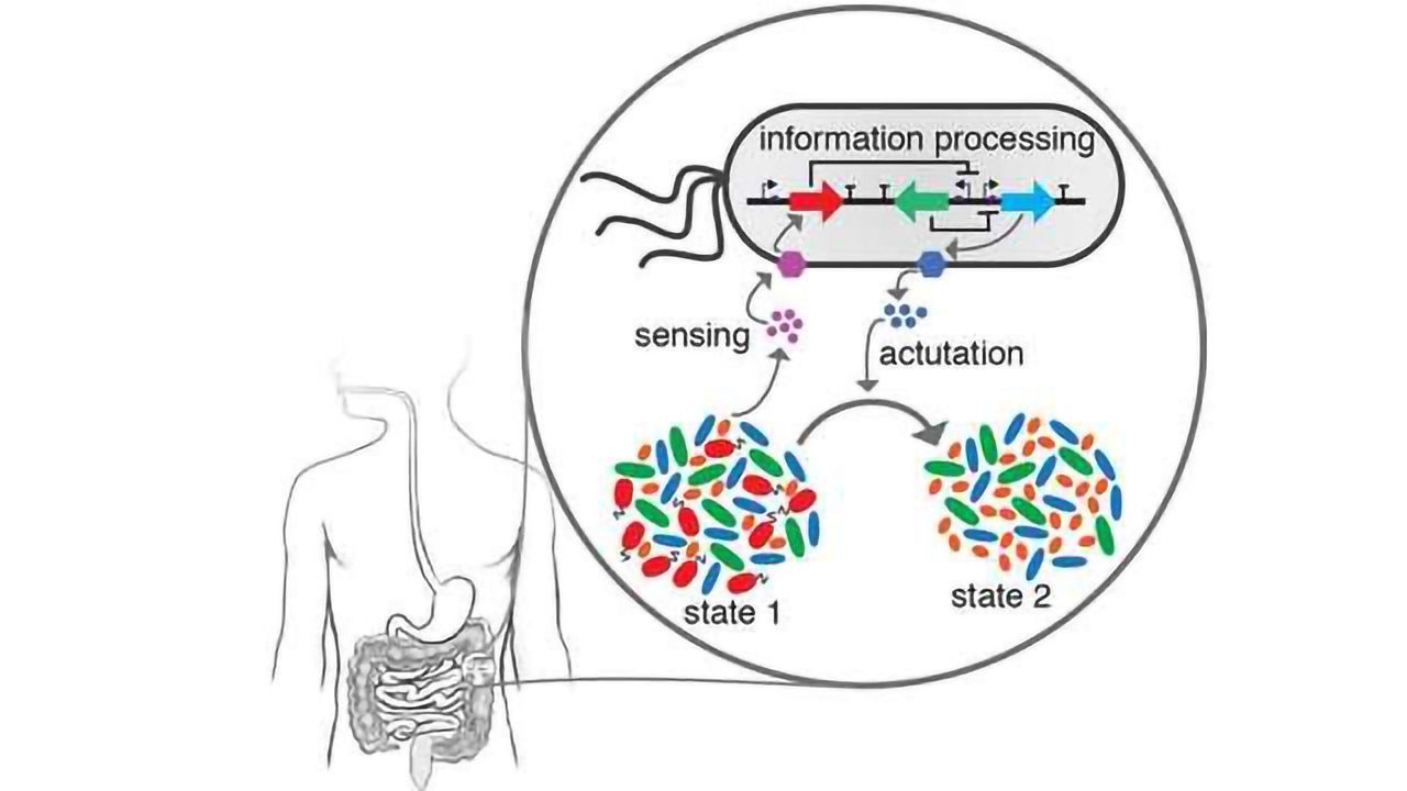 Dynamic Modelling Helps Predict the Behaviors of Gut Microbes