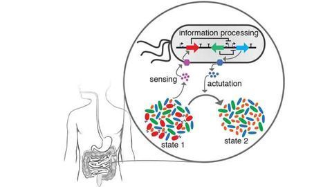 Dynamic Modelling Helps Predict the Behaviors of Gut Microbes