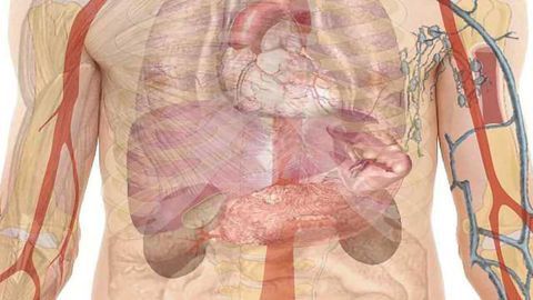 New Risk-Prediction Model Offers Hope for Earlier Detection of Pancreatic Cancer