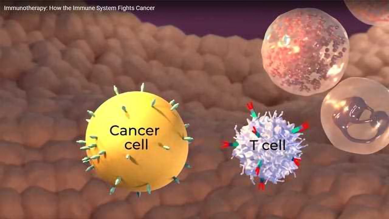 Immunotherapy: How the Immune System Fights Cancer