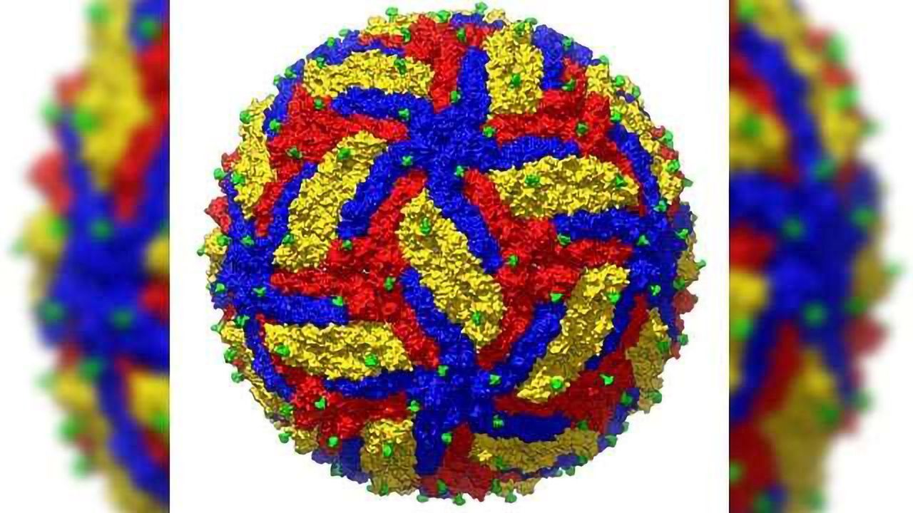 Precise Picture of Zika Creates Potential for Therapeutics