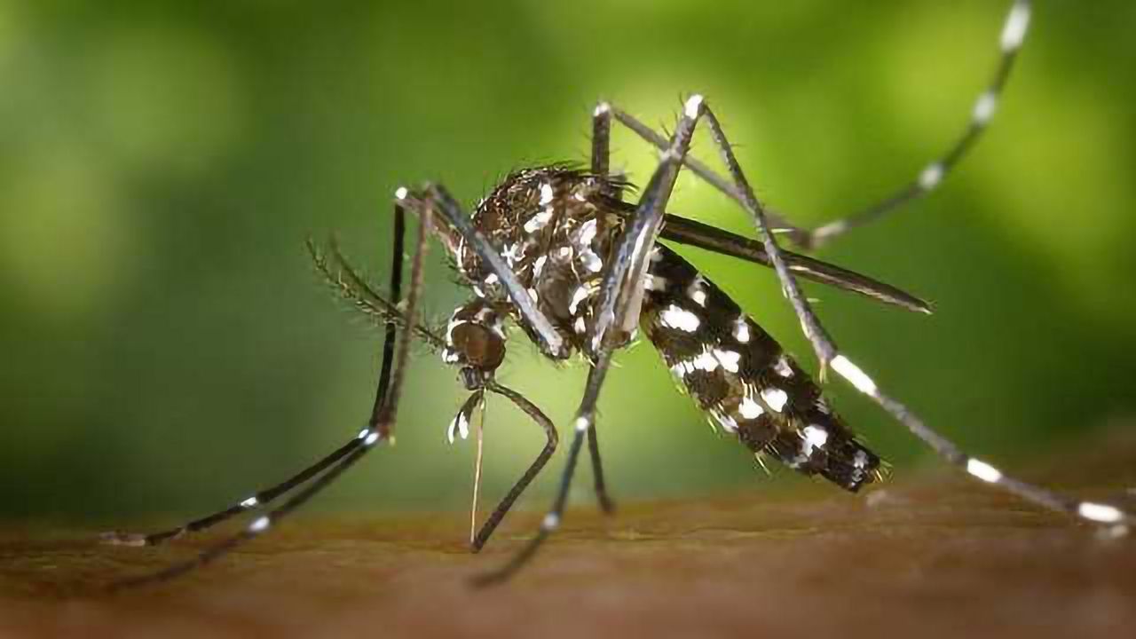 Pesticide-Free Way to Combat Mosquitoes and West Nile Virus