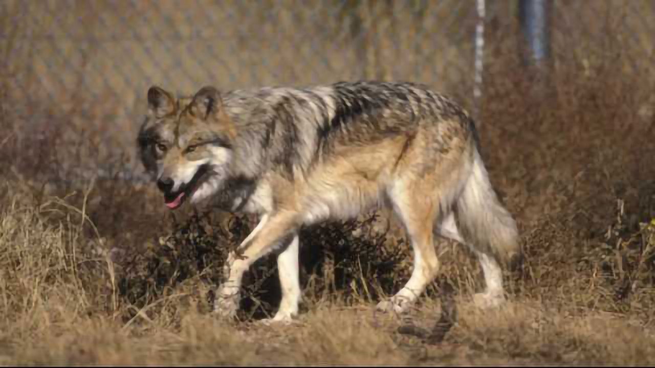 What's in the Wolf?