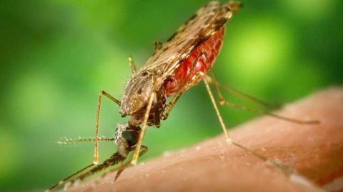 Detecting Patients with Latent Plasmodium Vivax Infections