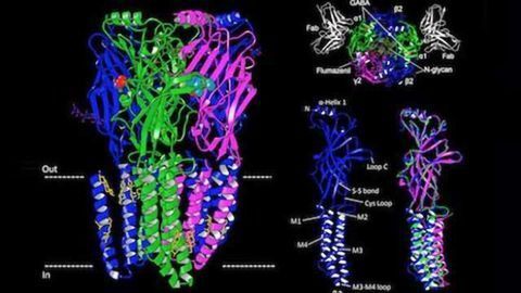 A Target for Epilepsy: Key Brain Receptor Structure Solved