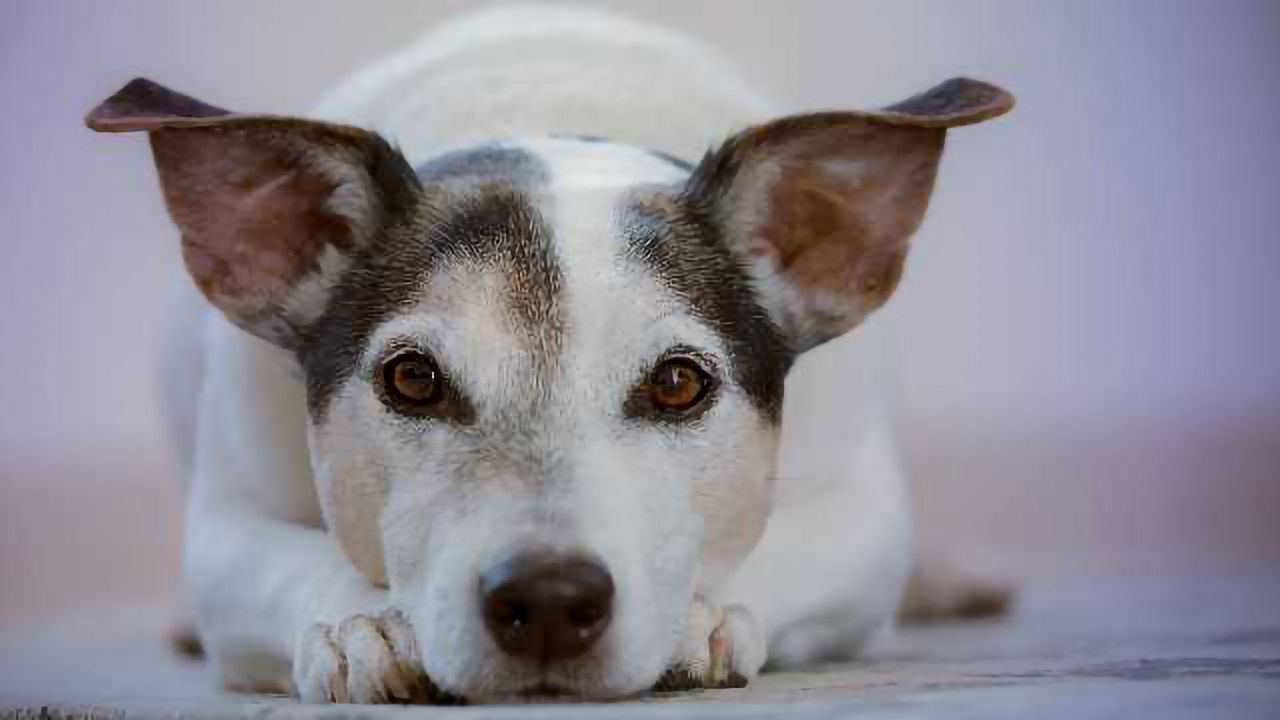 The Dog Genes That Make Man's Best Friend