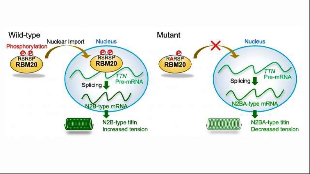 Of Hearts and Giants: Biggest Protein Helps Study Cardiac Disease