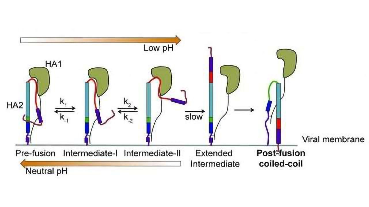 How Flu Surface Molecules Reach Out & Hijack Target Cells