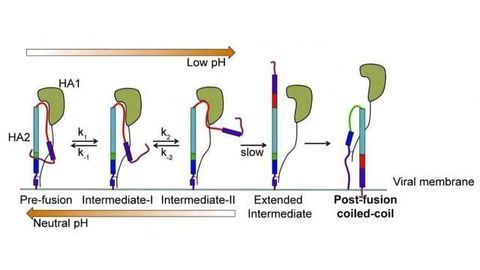 How Flu Surface Molecules Reach Out & Hijack Target Cells