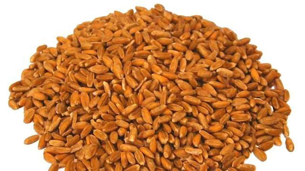 Barley Finds Uses Beyond Beer