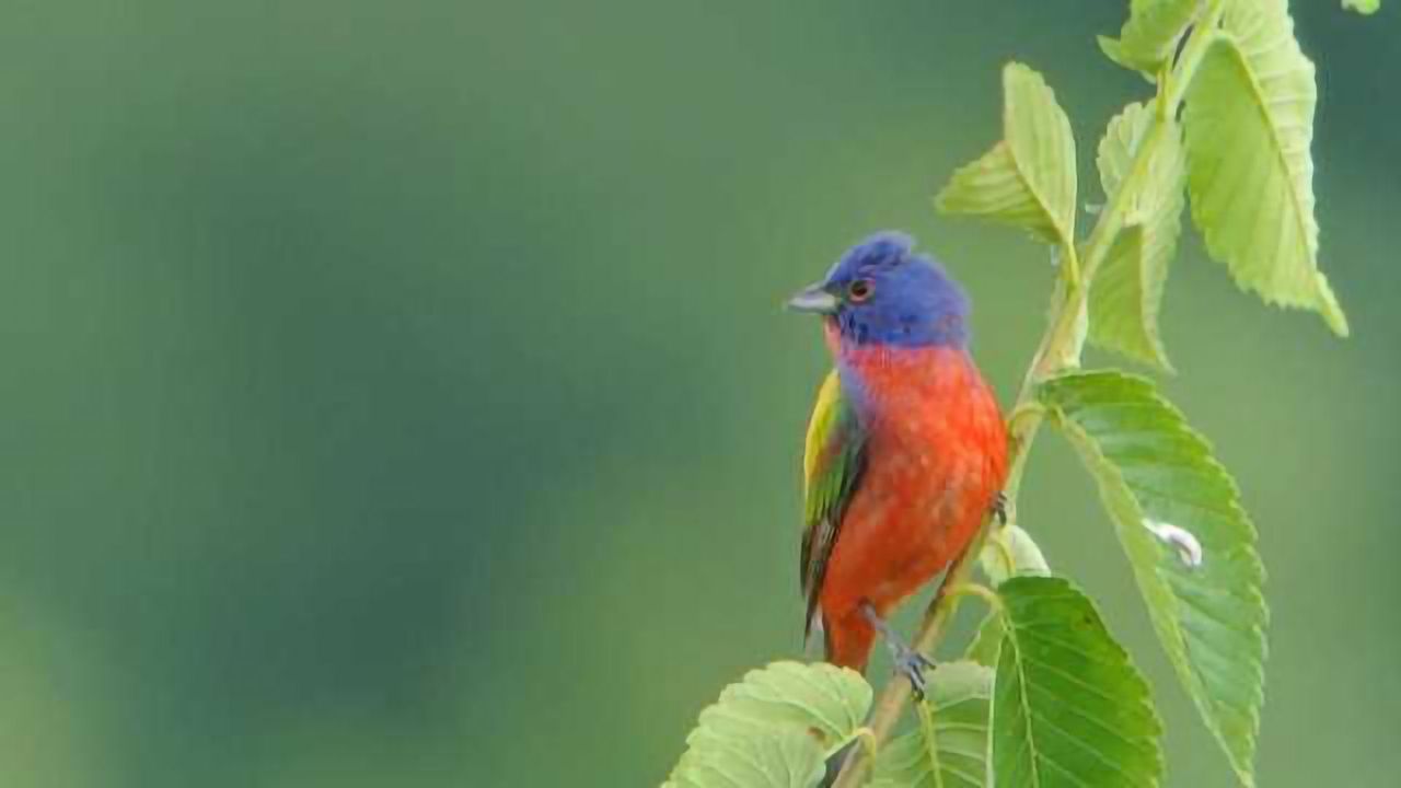 Painted Bunting DNA Deciphered