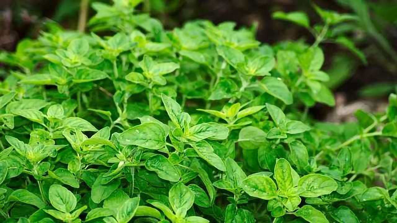 Reduction in Parasite Infectivity Thanks to Oregano Oil