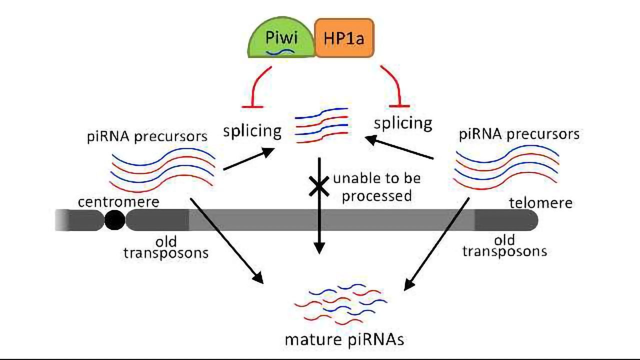 Protein Protects Against Jumping Genes