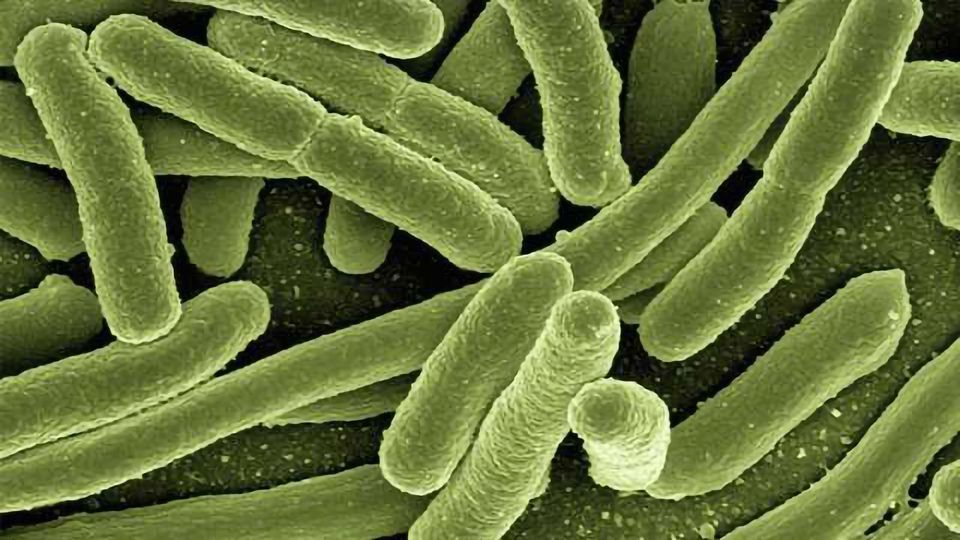 A Move Towards Precise Management of Bacterial Infections content piece image