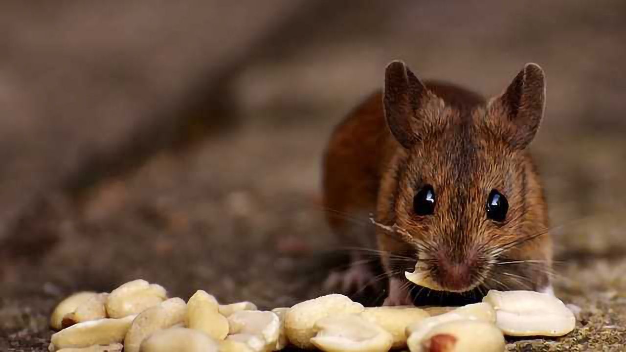 Through the Eyes of the Mouse