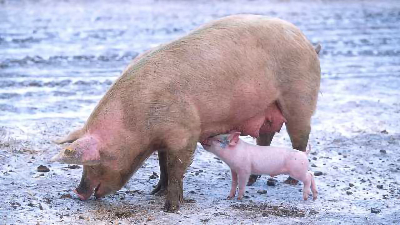 Dosing Pigs With Hormones Affects Their DNA