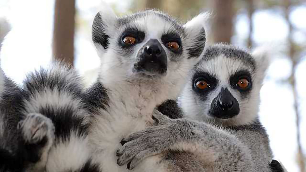Lemurs Can Smell Weakness In Their Rivals