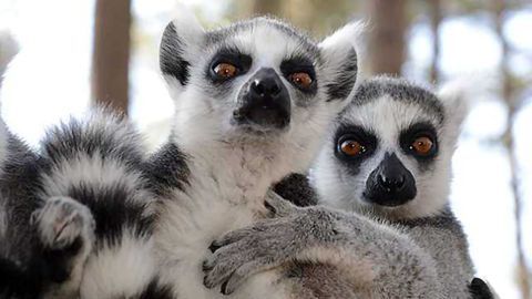 Lemurs Can Smell Weakness In Their Rivals